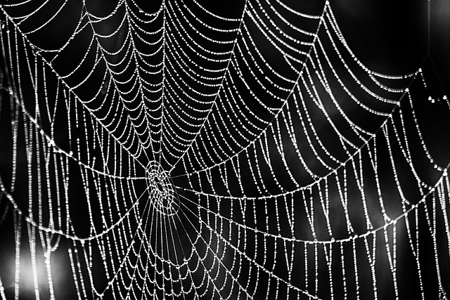 insect, spider web, spider, close up, macro, species, spider web, spider web, spider web, spider web, spider web, spider, spider
