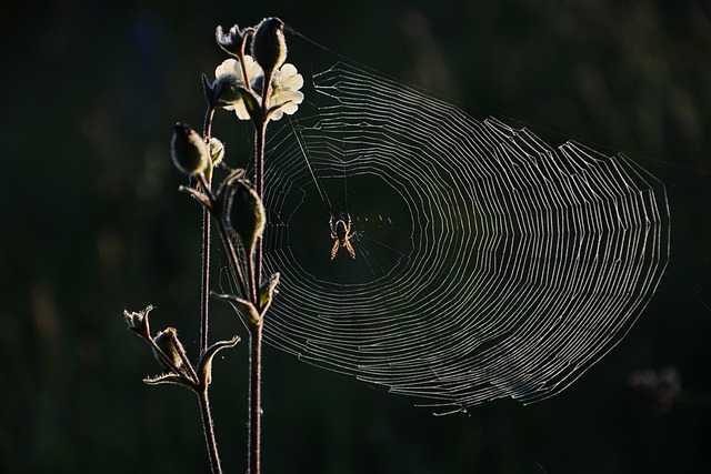 spider, web, nature, bug, network, macro, micro-nature, light, detail, tissue, pattern, the art of nature, shiny, design, reverse light, herb, charming, spider, spider, spider, spider, spider, network, network