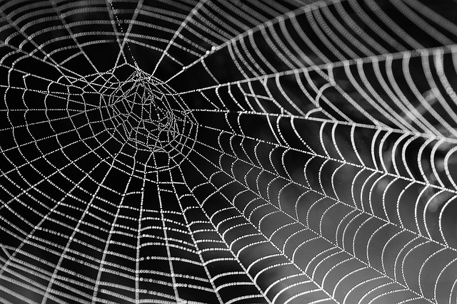 cobweb, web, dew, dewdrops, droplets, spider web, spider silk, closeup, web, web, web, spider web, spider web, spider web, spider web, spider web